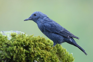 Blue rock thrush, male on the rocks