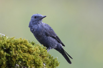 Blue rock thrush, male on the rocks