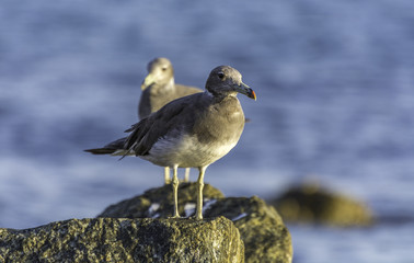 Sea Gull - Muscat, Sultanate of Oman