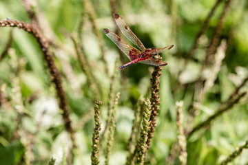 red dragonfly in green nature