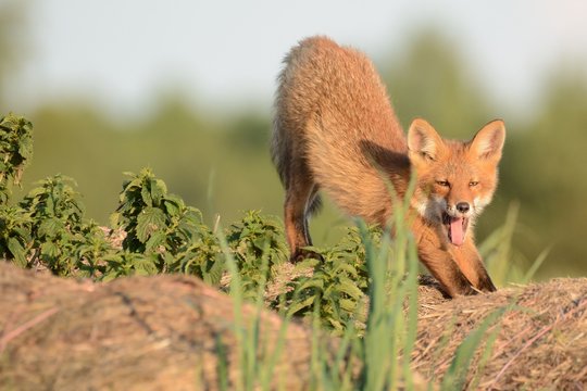 Fox
