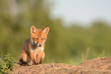 Fox