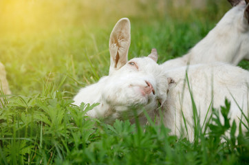 White kid goat grazing on the meadow. 