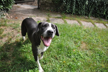 Cane felice