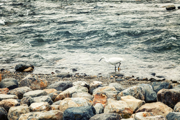 Crane walking near the shore in the water