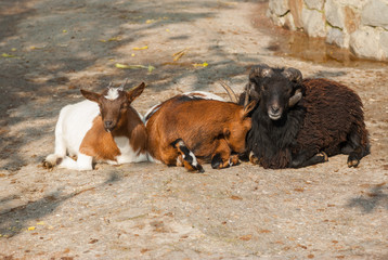 Obraz na płótnie Canvas Two goat females resting near sheep male at sunny autumnal day