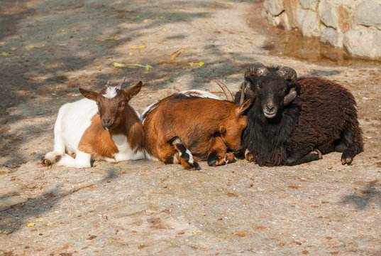 Two goat females resting near sheep male at sunny autumnal day
