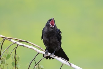 Gawron © Arkadiusz