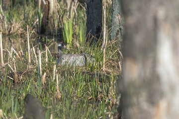 Birds -Common crane (Grus grus) Bird of Happiness