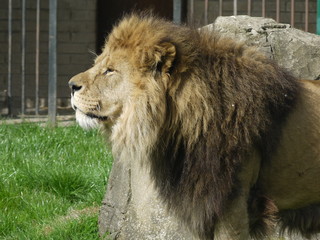 lion