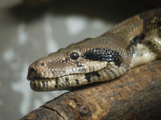 snake