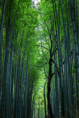Fototapeta na wymiar Beautiful view of the bamboo forest
