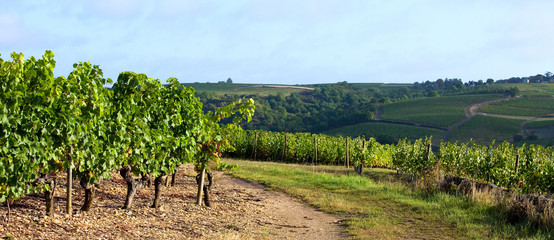 Fototapeta na wymiar Panorama dans les vigne en Anjou