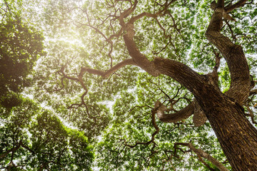 Fototapeta premium old tree in a green forest view from ground