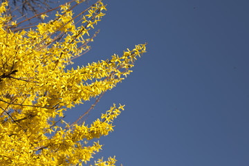 Golden shower flower tree in spring in front of blue sky
