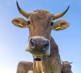 Kuh - Hörner - Braunvieh - Allgäu - lieb - süß