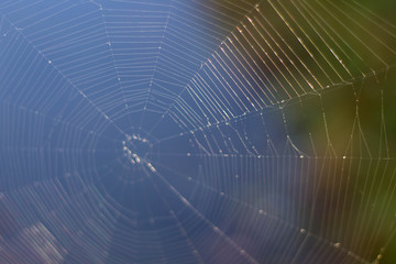 Glimmering Spider Web