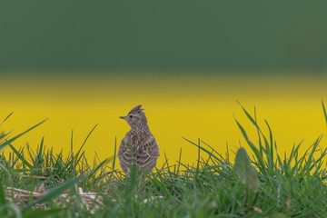 Skylark. Eurasian skylark. Alauda arvensis against a green yellow background, Lark on the field. Brown bird sitting in front of a rape field