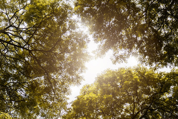 old tree in a green forest view from ground