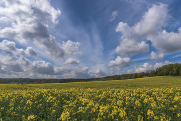 Springtime golden flowering rapeseed field, Field of rapeseed, canola or colza in Latin Brassica napus beautiful cloud, rapeseed is plant for green energy and green industry