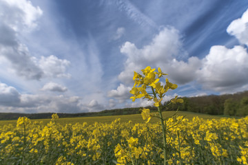 Springtime golden flowering rapeseed field, Field of rapeseed, canola or colza in Latin Brassica napus beautiful cloud, rapeseed is plant for green energy and green industry