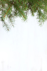 background for winter greetings/ real green fir branches on a light surface