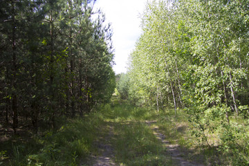 Fototapeta na wymiar droga w lesie