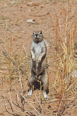 Kap Borstenhörnchen