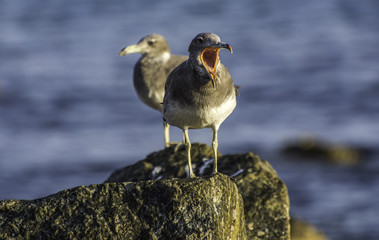 Sea Gull - Muscat, Sultanate of Oman
