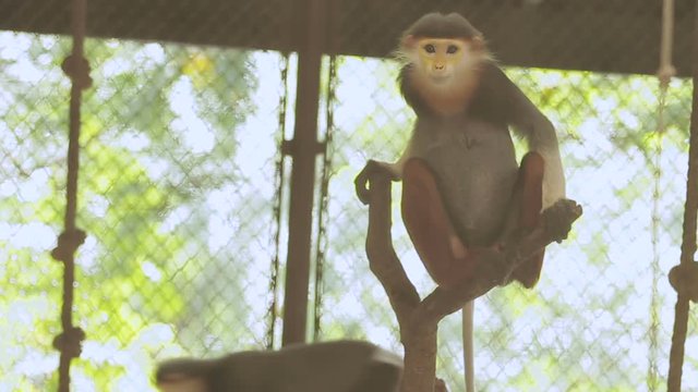 Red-shanked Douc Langur (Pygathrix nemaeus) sitting in cage.