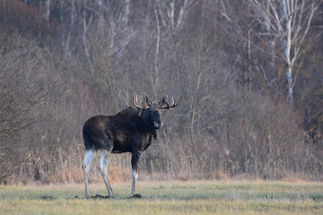 Łoś © Arkadiusz