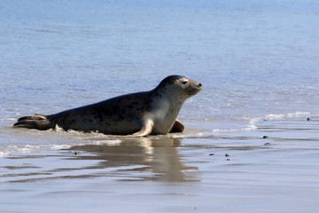 Fototapeta premium Robbe in der leichten Brandung