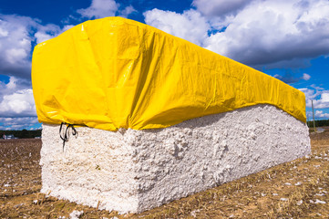 Fershly harvested seed cotton stored in 'bricks' each weighing  around 21,000 pounds, awaiting collection for 'ginning'