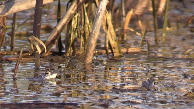 Blue frog in the pond