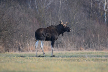 Łoś © Arkadiusz