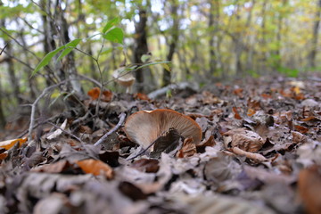 Champignon
