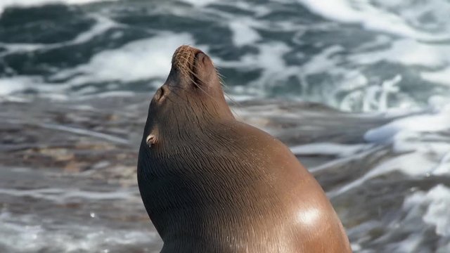 Sea lion suns itself on the rocks as waves crash behind it on a beautiful day in La Jolla, California, US