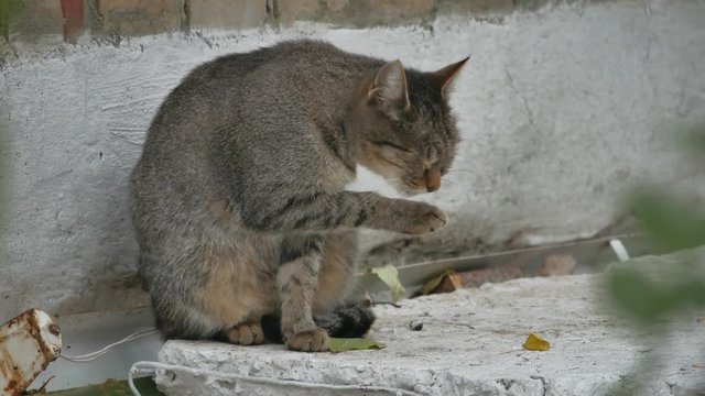 yard wild homeless cat sitting on the street licks a paw