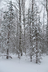 Beautiful winter landscape. Winter forest in the snow.