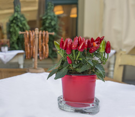 Red peppers in pot on table with hanging pretzels