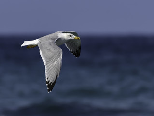 Yellow-legged Gull in Flight Over Sea