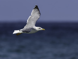 Yellow-legged Gull in Flight Over Sea