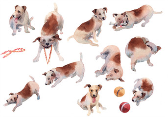 JackRussel terier dog collection hand drawing watercolor