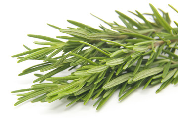 Rosemary on white background