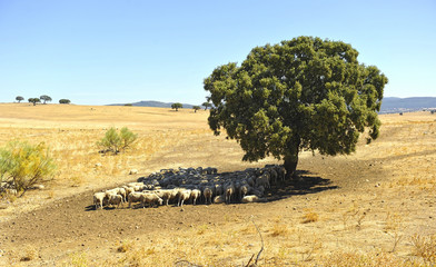 Fototapeta premium Rebaño de ovejas bajo la sombra de una encina, Valle de Alcudia, Castilla la Mancha, España