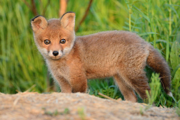 Baby fox
