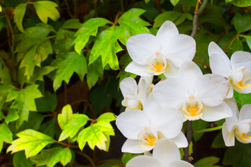 Obraz na płótnie Canvas Orchid. Beautiful garden. Tropical flowers. Floral decoration.