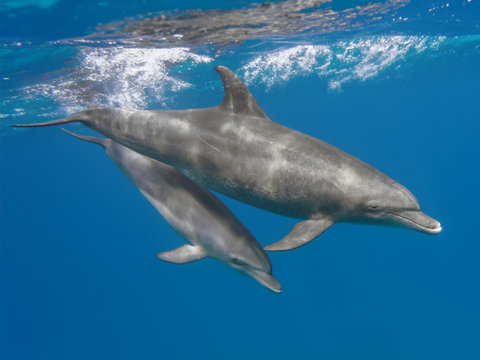 Mother and baby bottlenose dolphins swimming underwater in the sea