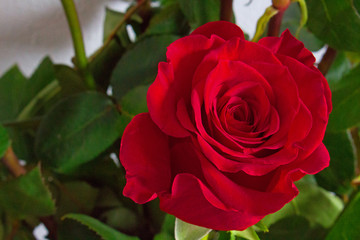 Rose. Beautiful flower. Floral decoration. Macro. Nature.