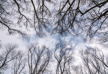 branches of naked trees under the winter sky. lovely nature background in forest